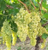 Саженцы винограда Анюта