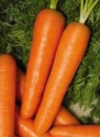 Морковь берликум
