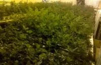 Черенки роз