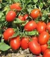 Семена томатов Тойойто F1