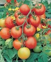 Семена томатов Тести