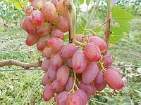 Саженцы винограда Гелиос