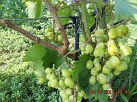 Саженцы винограда Галбена Ноу