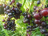 Саженцы винограда Мускат красный сверхранний