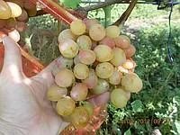 Саженцы винограда Рубиновый юбилей