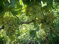 Саженцы винограда Белое Пламя