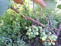 Саженцы винограда Виктория