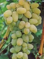 Саженцы винограда Плевен устойчивый