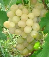 Саженцы винограда Антоний Великий