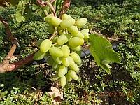 Саженцы винограда Венечный