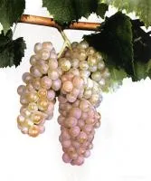 Саженцы винограда Алиготе