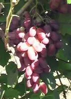 Саженцы винограда Ризомат
