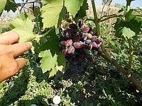Саженцы винограда Викинг