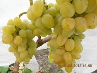Саженцы винограда Деметра