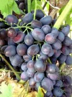 Саженцы винограда Чёрная Магия