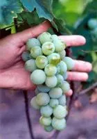 Саженцы винограда Виктория Белая