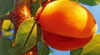 Саженцы абрикоса Буревесник