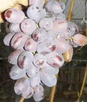Саженцы винограда Страшенский
