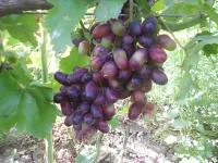 Саженцы винограда Кембел, Изюминка урожайная