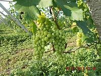 Саженцы винограда Гурман 3-6 лакомка