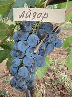 Саженцы винограда Айдар