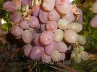 Саженцы винограда Аладдин