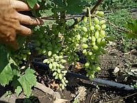 Саженцы винограда Лучистый