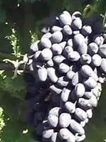 Саженцы винограда Надежда Азос