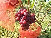 Саженцы винограда Ризамат