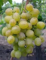 Саженцы винограда Восторг