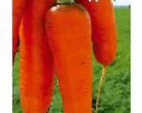 Семена моркови Курода Шантанэ, 0.5 кг