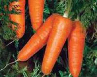Семена моркови Шантанэ а Кур руж, 100 000 семян