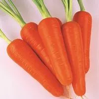 Морковь АБАКО F1 1,6-1,8 (1 000 000 семян) Seminis