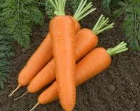 Морковь ОЛИМПО F1 (100 000 семян) Vilmorin