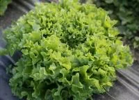 Салат листовой ЕРАЛАШ (50 грамм) Гавриш