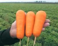 Морковь БОЛИВАР F1 1,6-1,8 (100 000 семян) Clause