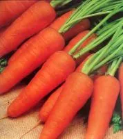 Морковь РЕД КОР (500 грамм) Clause