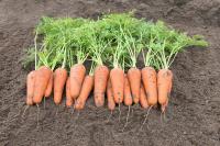 Морковь КЕСЕНА F1 2,2-2,4 (1 000 000 семян) Bejo