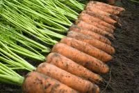 Морковь КАСКАД F1 1,6-1,8 (500 000 семян) прайм+B-Mox Bejo