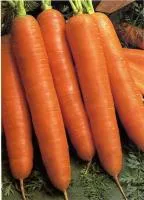 Морковь КОРОЛЕВА ОСЕНИ (100 грамм) Гавриш