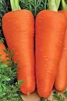 Морковь ШАНТАНЭ РОЯЛ 1,6-1,8 (500 грамм) Поиск