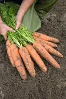 Морковь БАЗЕЛЬ F1 2,0-2,2 (1 000 000 семян) Bejo