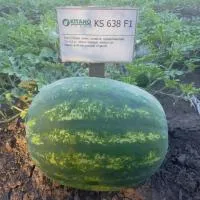 Арбуз KS 638 F1 (500 семян) Kitano Seeds