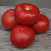 Томат КИБО F1 (1000 семян) Kitano Seeds