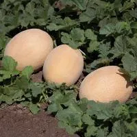 Дыня KС 6147 F1 (500 семян) Kitano Seeds