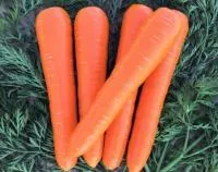 Морковь ВАК 70 F1 (500 000 семян) Vilmorin