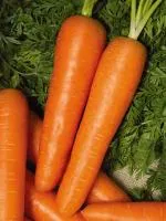 Морковь БЕРЛИКУМ РОЯЛ 1.4-1.8 (500 грамм) Поиск