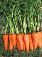 Морковь СВ 3118 ДЧ F1 1,8-2,0 (1 000 000 семян) Seminis