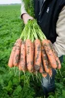 Морковь БАЛТИМОР F1 1,6-1,8 (1 000 000 семян) Bejo