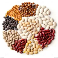 New Crop Small Beans Dry White Kidney Beans non-GMO